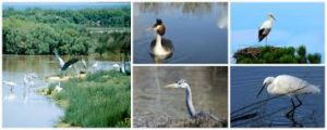 Locaplage parc ornithologique Teich